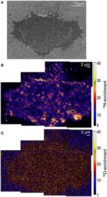 Sphingolipid Organization in the Plasma Membrane and the Mechanisms That Influence It